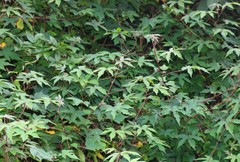 Hibiscus hispidissimus