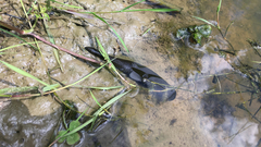 Haemopidae