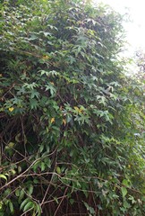 Hibiscus hispidissimus