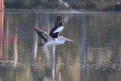 Pelecanus conspicillatus