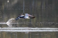 Pelecanus conspicillatus