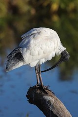 Threskiornis molucca