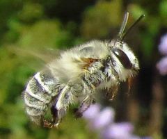 Anthophora pubescens