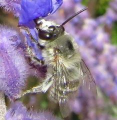 Anthophora pubescens