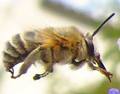 Anthophora pubescens