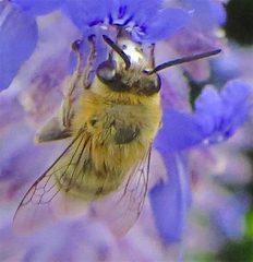 Anthophora pubescens