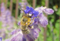 Anthophora pubescens