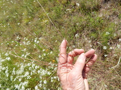 Schedonnardus paniculatus