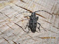 Aegomorphus clavipes