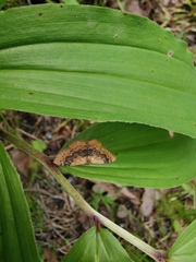 Leptostales ferruminaria