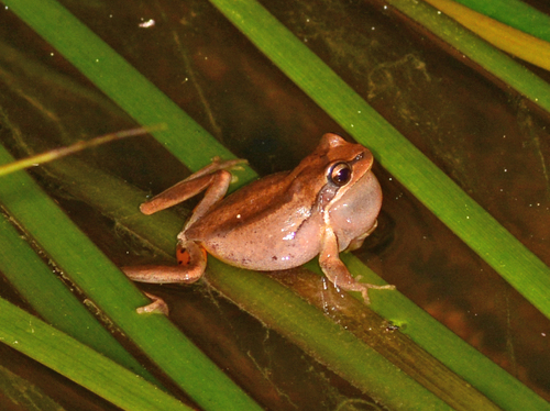 Southern Brown Tree Frog