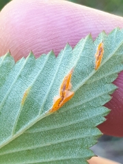 Triphragmium ulmariae