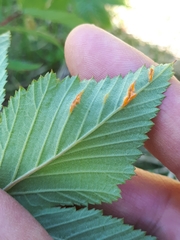 Triphragmium ulmariae