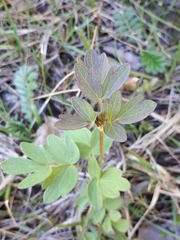 Thalictrum flavum