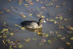 Fulica atra