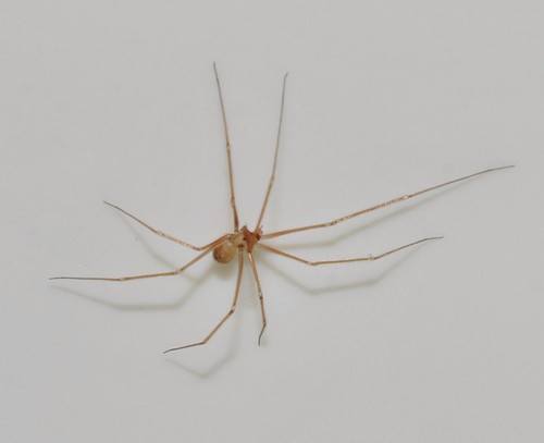 shortbodied cellar spider