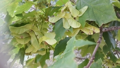 Acer pseudoplatanus
