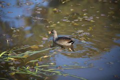 Gallinula tenebrosa