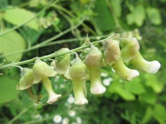 Sophora flavescens
