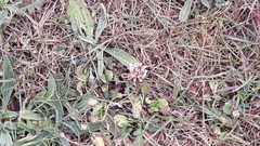Trifolium repens