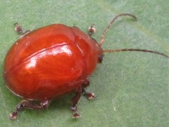 Argopus