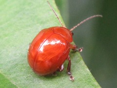 Argopus