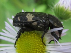 Glycyphana fulvistemma