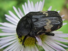 Glycyphana fulvistemma