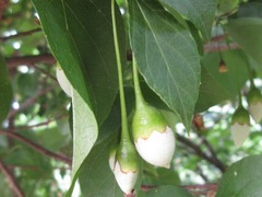 Styrax japonicus