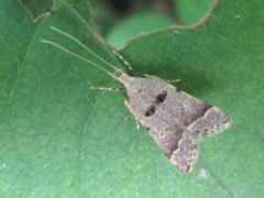 Deltoplastis apostatis
