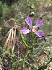 Clarkia delicata
