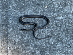 Thamnophis butleri