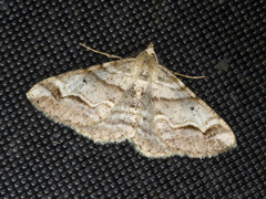 Syneora emmelodes