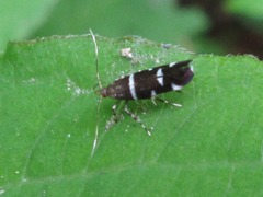 Ressia quercidentella