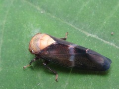 Drabescus conspicuus
