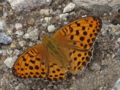 Argynnis laodice