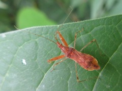 Gorpis brevilineatus