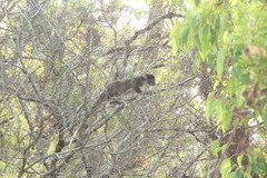 Pseudocheirus occidentalis