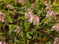 Thymus odoratissimus