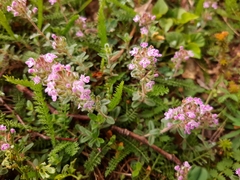 Thymus odoratissimus