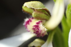 Eriochilus dilatatus