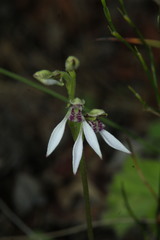 Eriochilus dilatatus