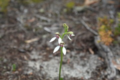 Eriochilus dilatatus