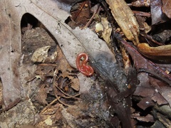 Strigamia bothriopus