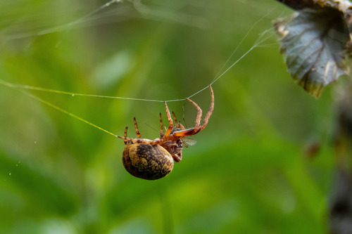 Ornamental Orbweaver
