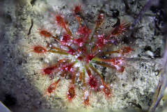 Drosera paleacea