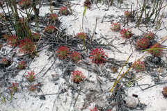 Drosera paleacea