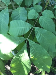 Carya