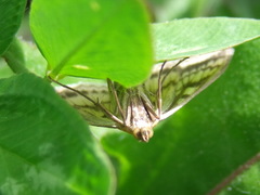 Sitochroa verticalis