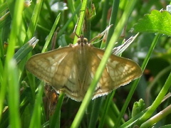 Sitochroa verticalis